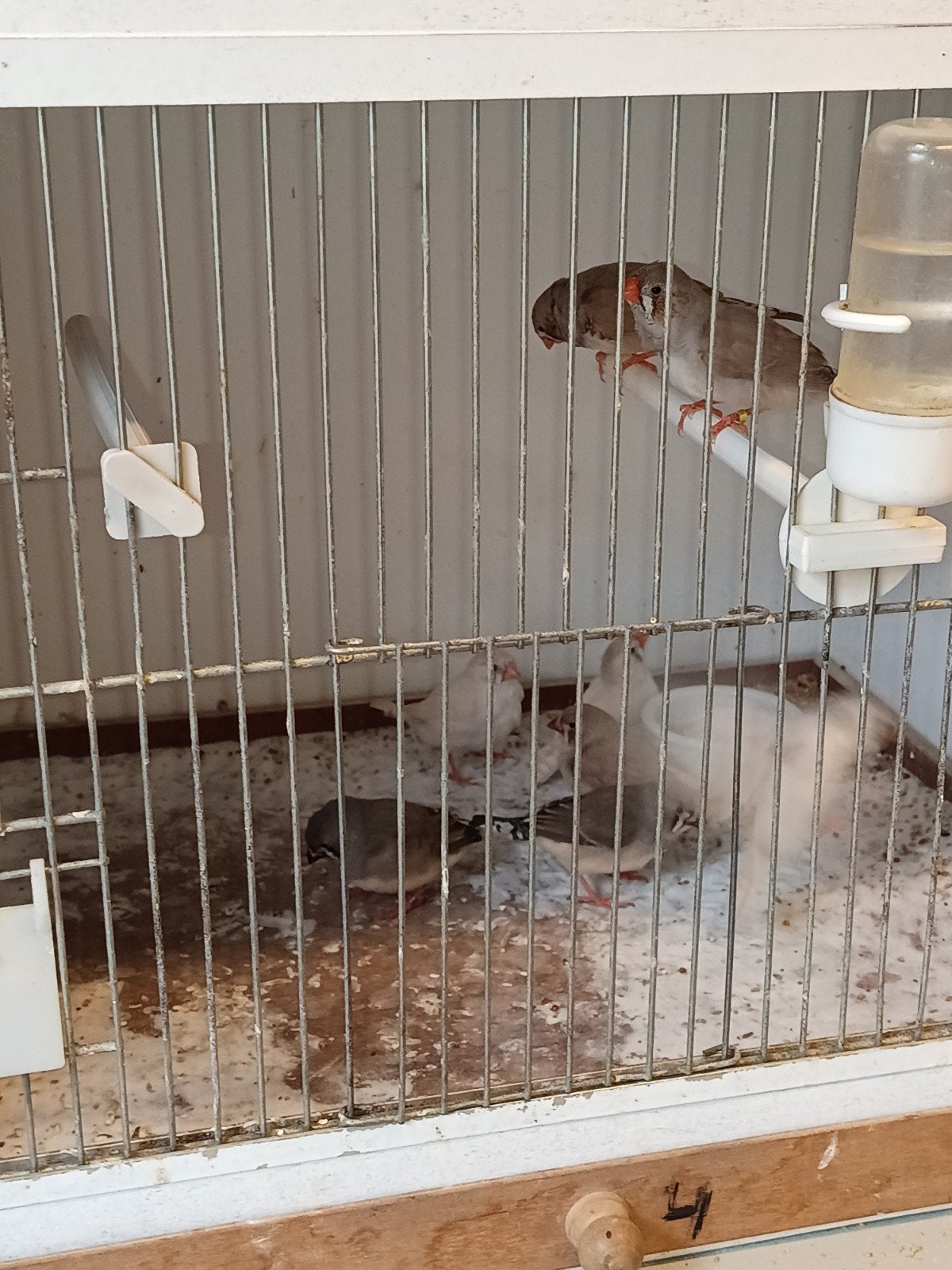 Mooie jonge zebravinken, Dieren en Toebehoren, Meerdere dieren, Kleurkanarie