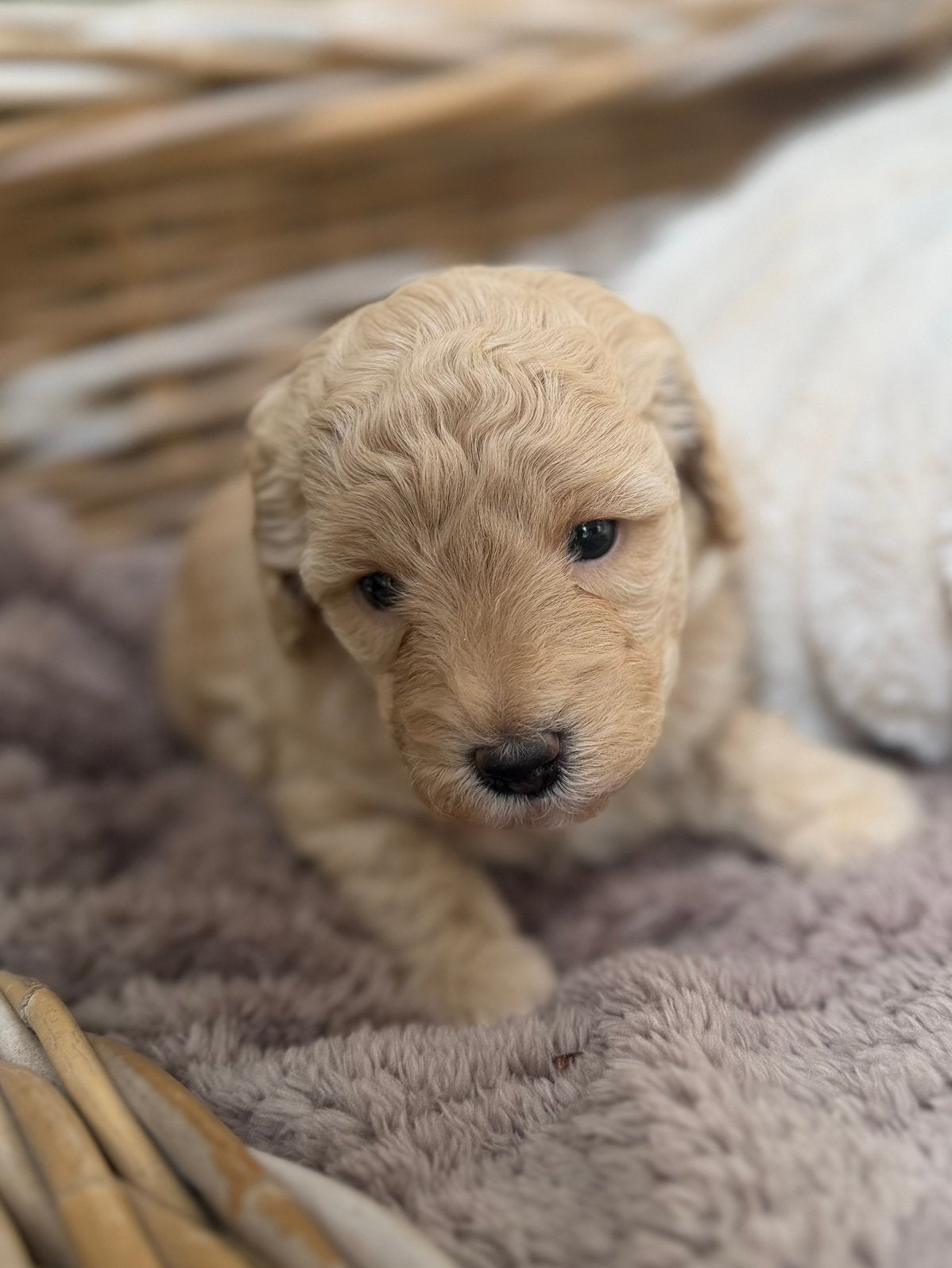 Mini labradoodles, Overige rassen, 8 tot 15 weken, Meerdere, Meerdere dieren