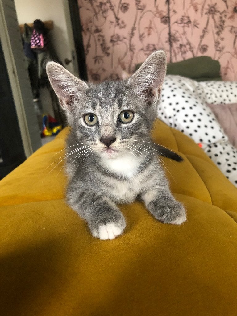 Kittens, Dieren en Toebehoren, Katten en Kittens | Overige Katten, Kortharig, Meerdere dieren, 0 tot 2 jaar
