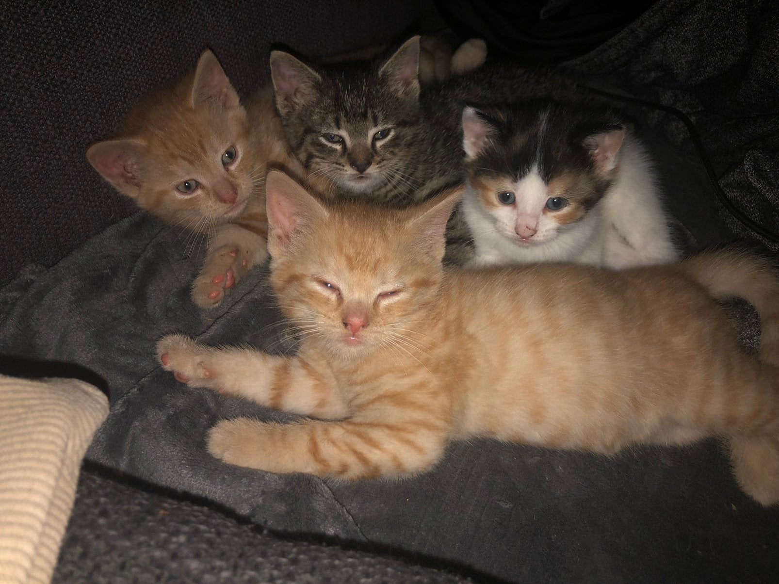 Kittens prachtige mix , 9wk,, Dieren en Toebehoren, Meerdere dieren, Kortharig, 0 tot 2 jaar