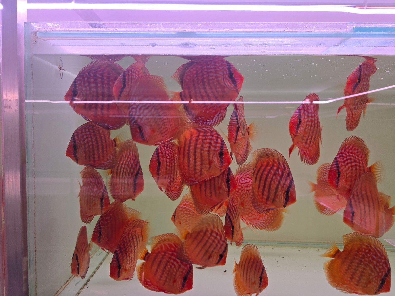 discusvissen, Dieren en Toebehoren, Vis, Zoetwatervis, Schoolvis