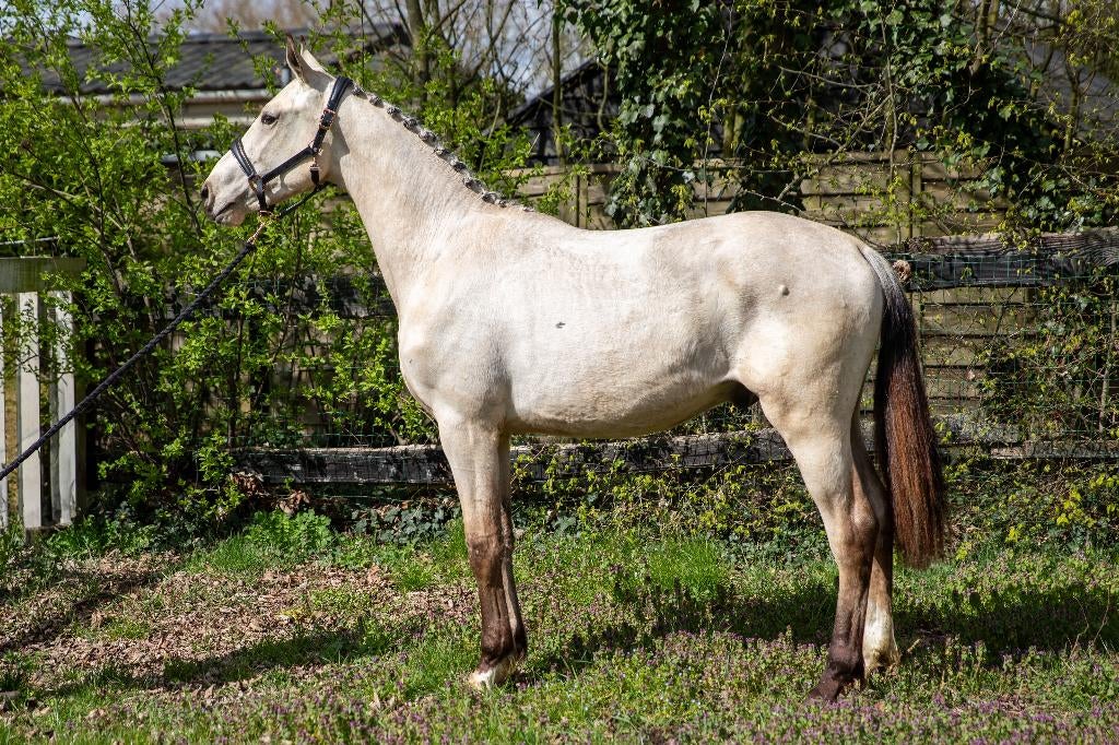 All rounder VALK, Dieren en Toebehoren, Paarden, Ruin, Niet van toepassing, 165 tot 170 cm, 0 tot 2 jaar, Dressuurpaard