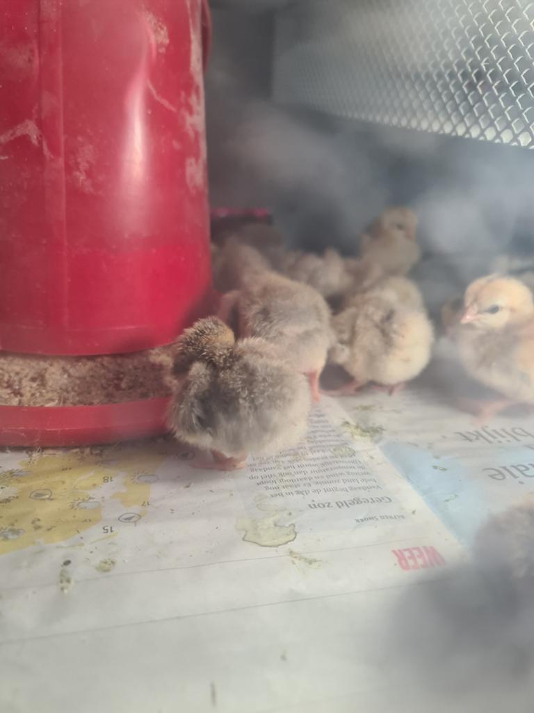 Serama 1 dags kuikens, Dieren en Toebehoren, Geslacht onbekend, Kip