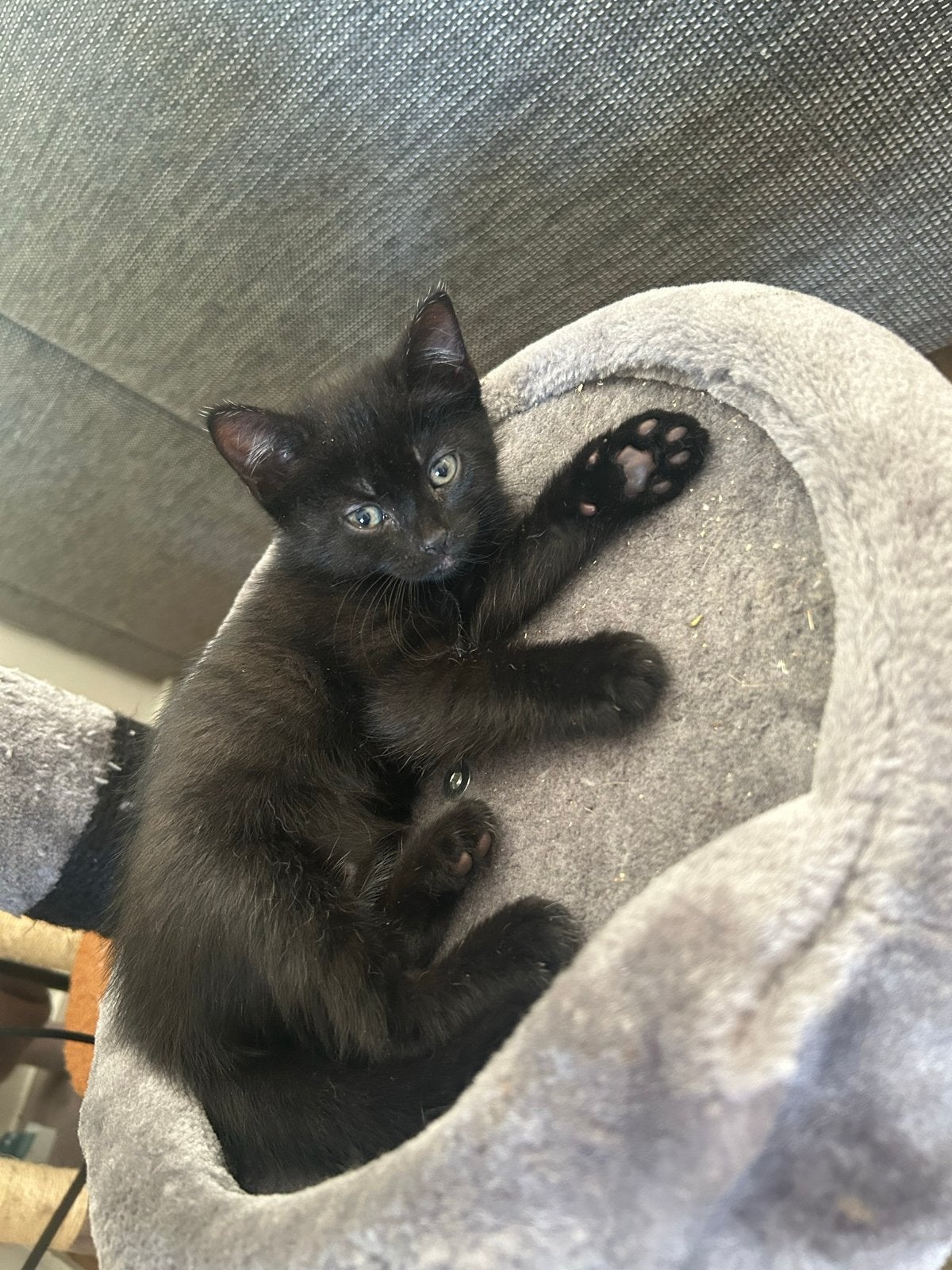 Kittens, Meerdere dieren, Kortharig, 0 tot 2 jaar