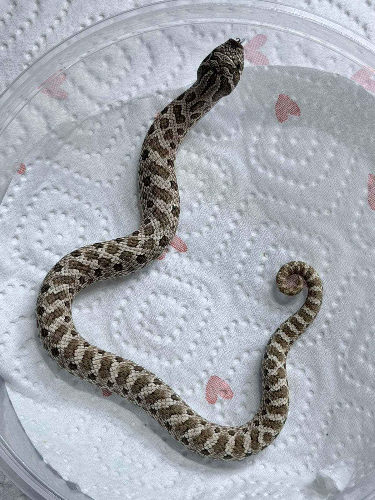 leucistic & het leucistic️, Dieren en Toebehoren, Slang, 0 tot 2 jaar
