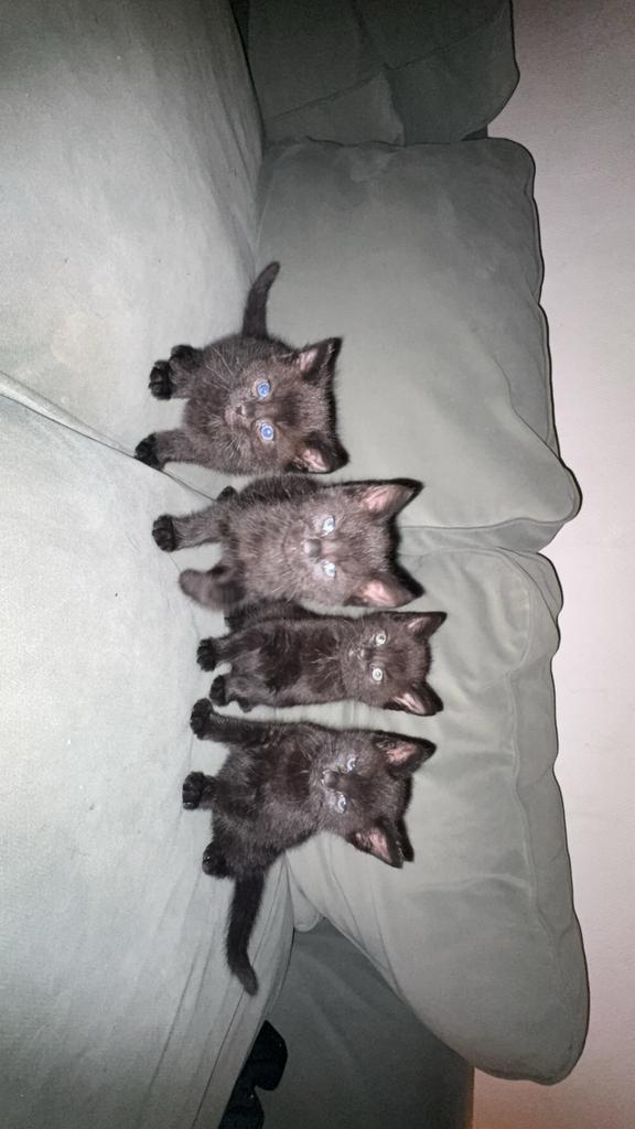 4 zwarte kittens, Diensten en Vakmensen, Dieren | Katten | Verzorging, Oppas en Les
