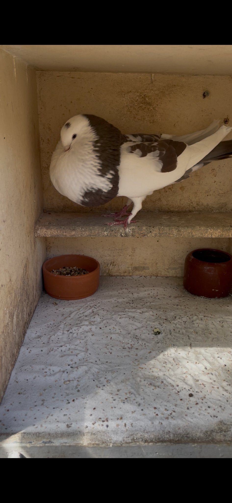 Mooie duivin, Dieren en Toebehoren, Vrouwelijk, Kropper