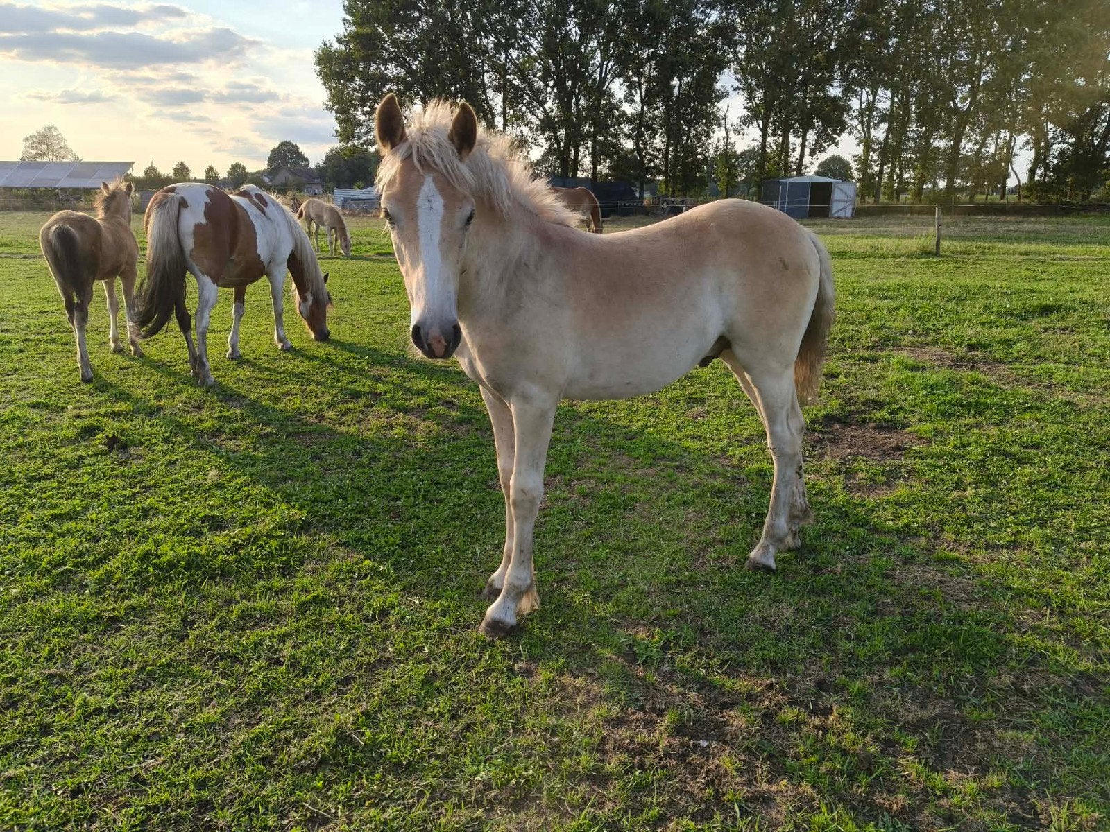 mooi haflinger hengstveulen, Dieren en Toebehoren, E pony (1.48m - 1.57m), Hengst, Recreatiepony, Gechipt