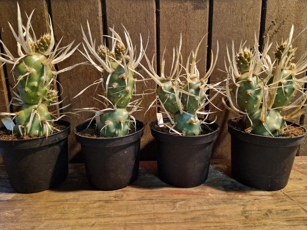 Tephrocactus papyranthus (articulatus) - papierstekelcactus, Huis en Inrichting, Ophalen, Cactus, Volle zon, Minder dan 100 cm