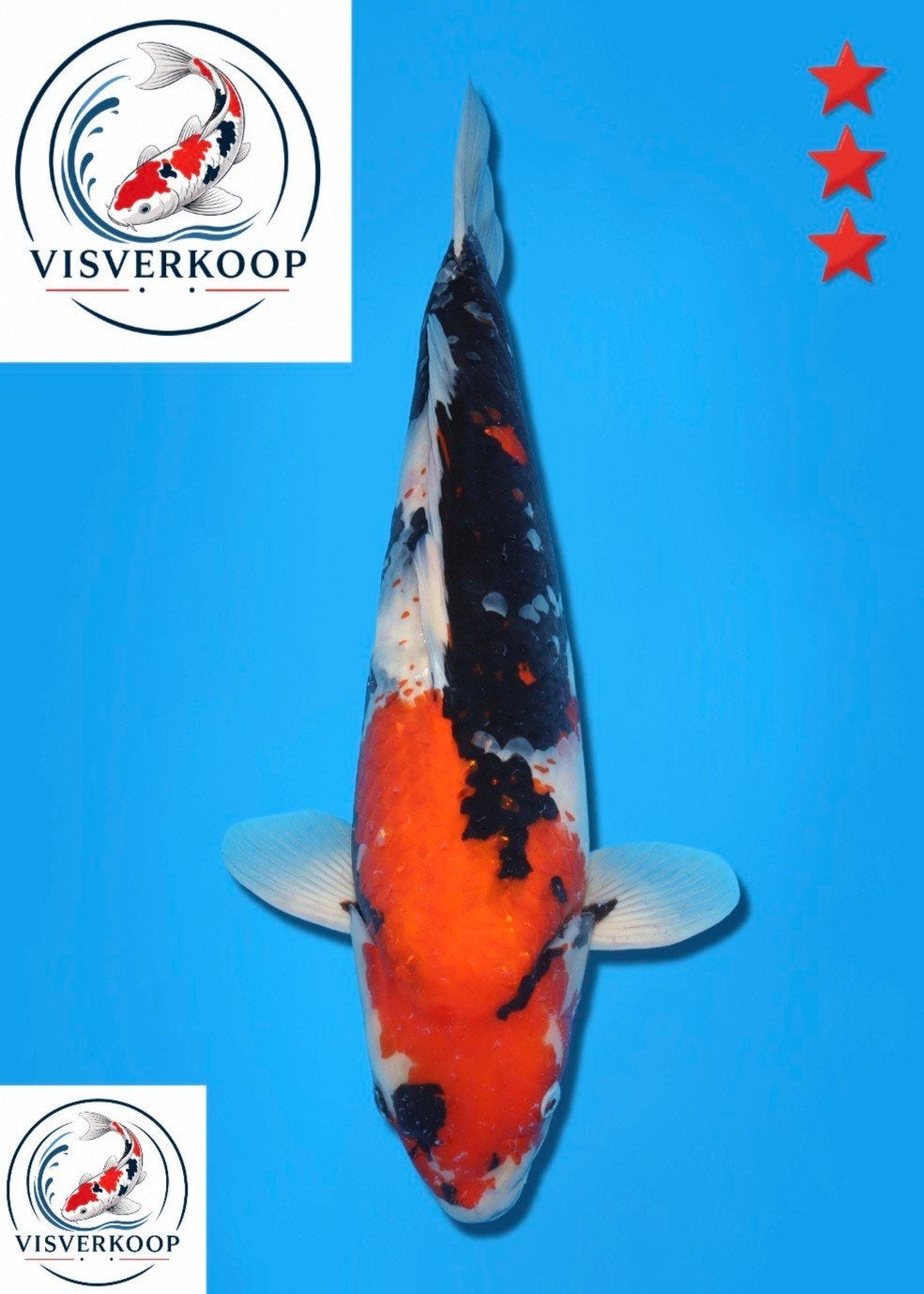 Koi Showa., Karper of Koi