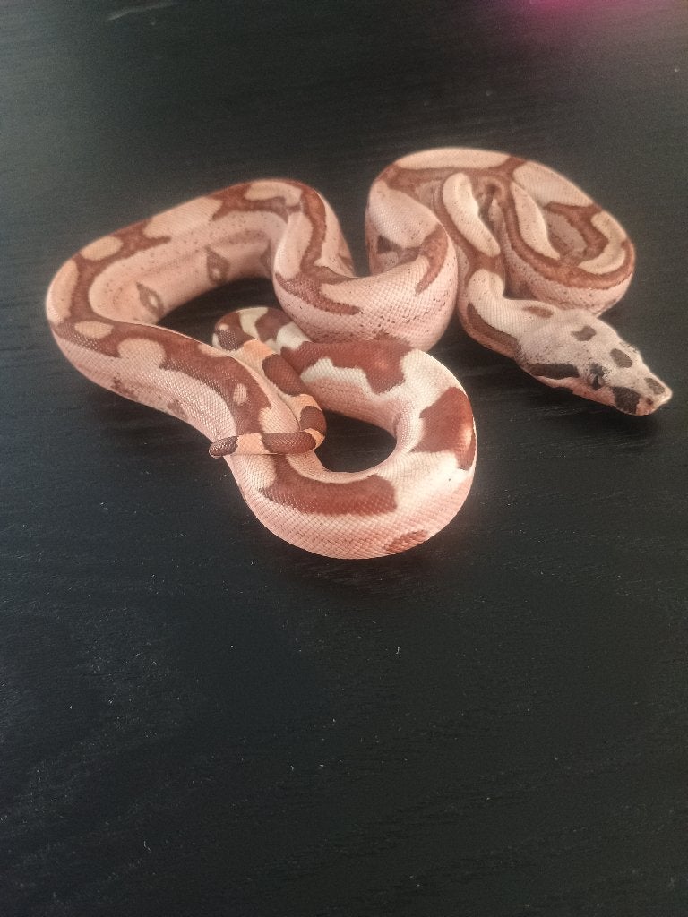 Boa constrictor, Dieren en Toebehoren, Reptielen en Amfibieën, Slang, 0 tot 2 jaar