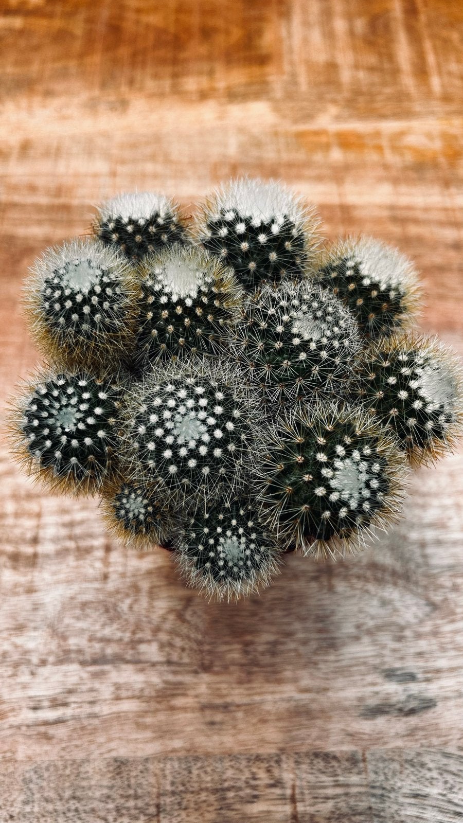 Leuke kleine cactus 1, Ophalen, Halfschaduw, Minder dan 100 cm, Groene kamerplant