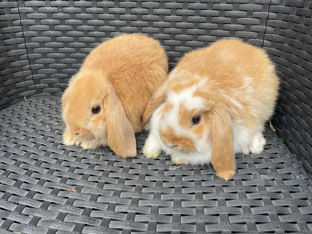 Jonge Dwerghangoor Konijntjes (Verschillende Kleuren), Dieren en Toebehoren, Mannelijk, Dwerg, Hangoor