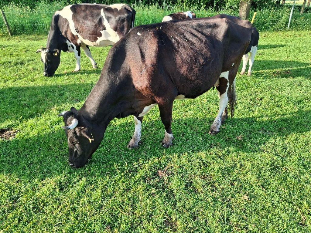 Koeien te koop, Vrouwelijk, 3 tot 6 jaar