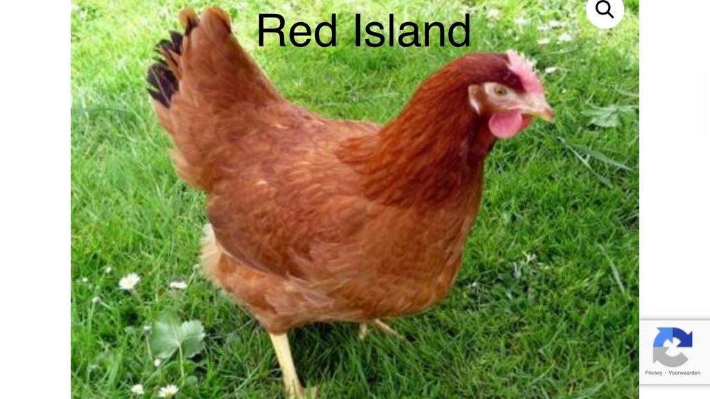 Legkippen hennen te koop, Dieren en Toebehoren, Vrouwelijk, Kip