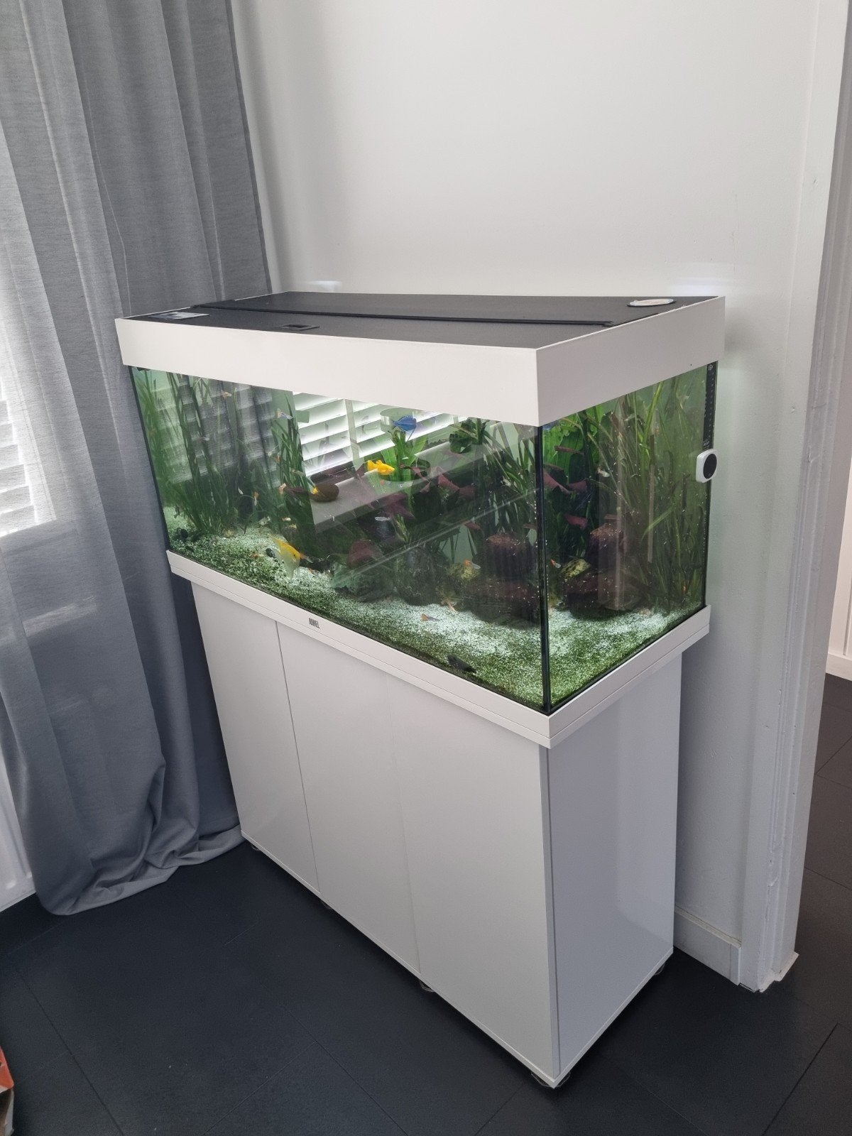 Aquarium, Overige typen, Zoetwatervis