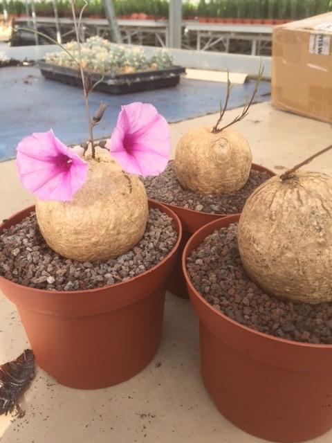 Caudex plant Merremia Holubii herkomst Malawi. Potmaat 15 cm, Overige soorten, Ophalen of Verzenden, Minder dan 100 cm, Bloeiende kamerplant
