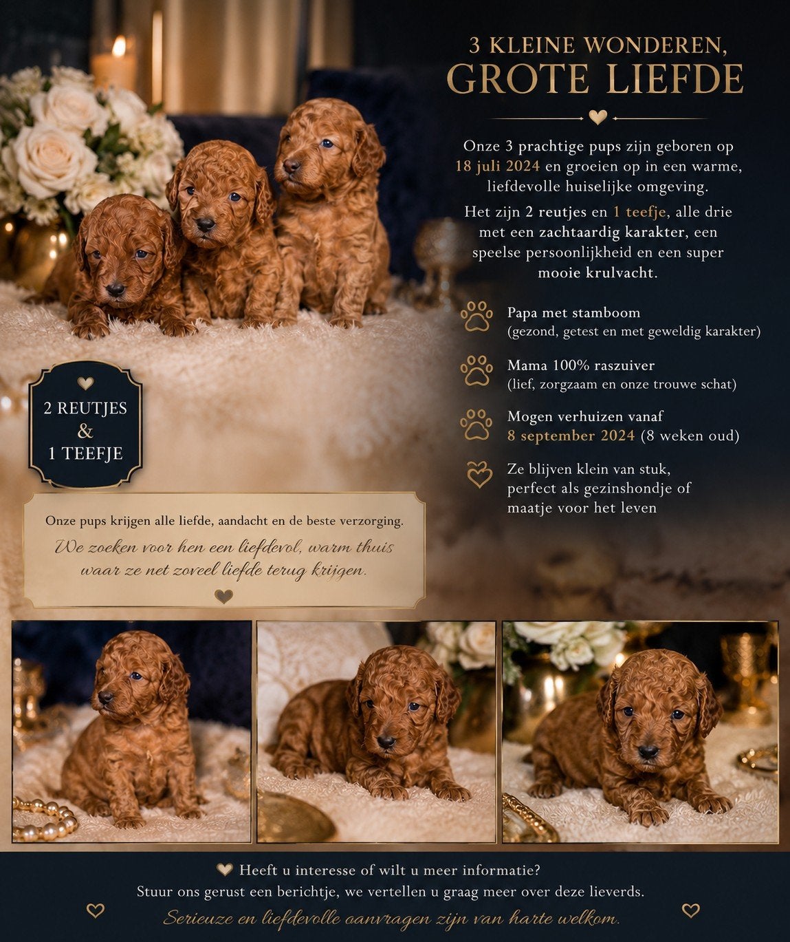 Kleine Toy Poedel pups zoeken hun gouden mandje ️ puppy's, Dieren en Toebehoren, Honden | Chihuahua's en Gezelschapshonden, Poedel