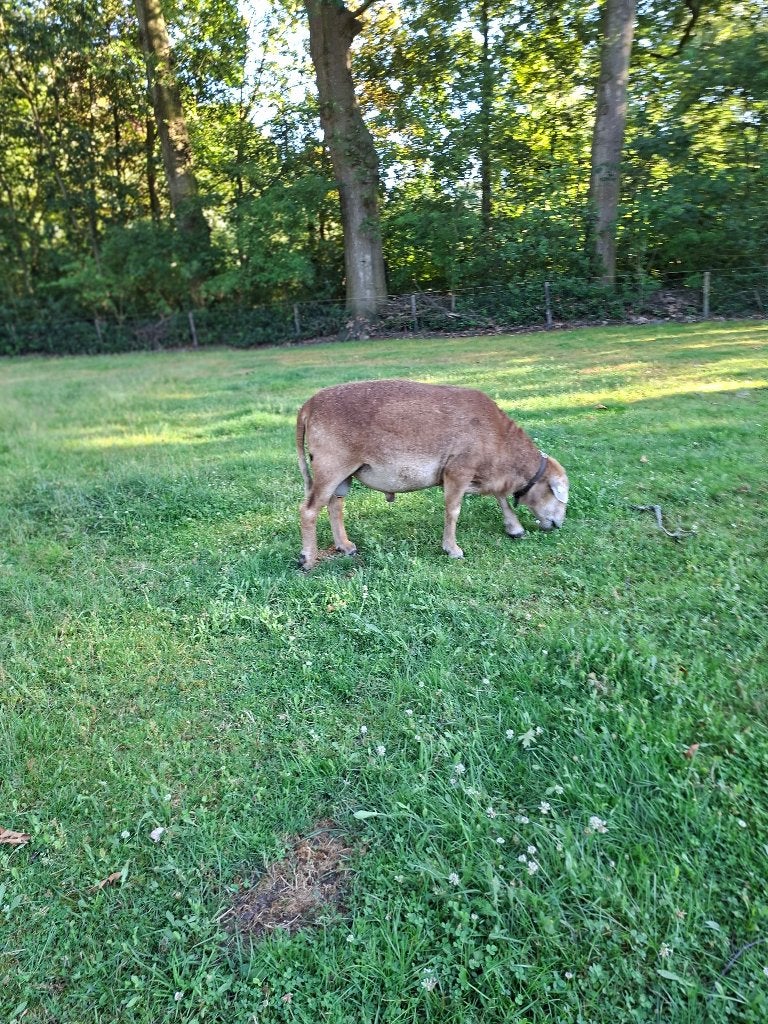 Te koop Nolana Landschapen  Lammeren, Dieren en Toebehoren, Schapen, Geiten en Varkens, Meerdere dieren, Schaap, 0 tot 2 jaar