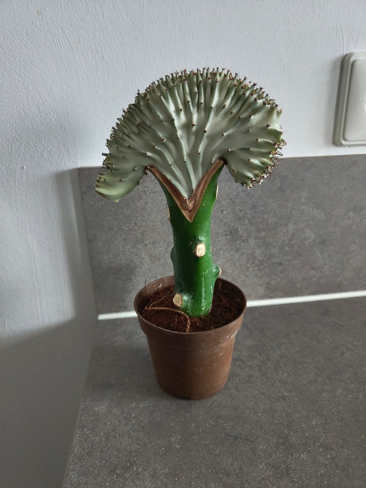 Coral cactus - Euphorbia Lactea Cristata, Ophalen of Verzenden, Cactus, Volle zon, Minder dan 100 cm