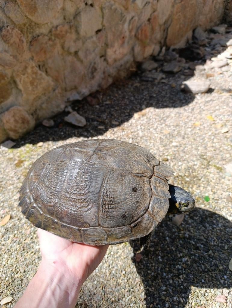 Grote waterschildpad Turtle - female for sale from ramon