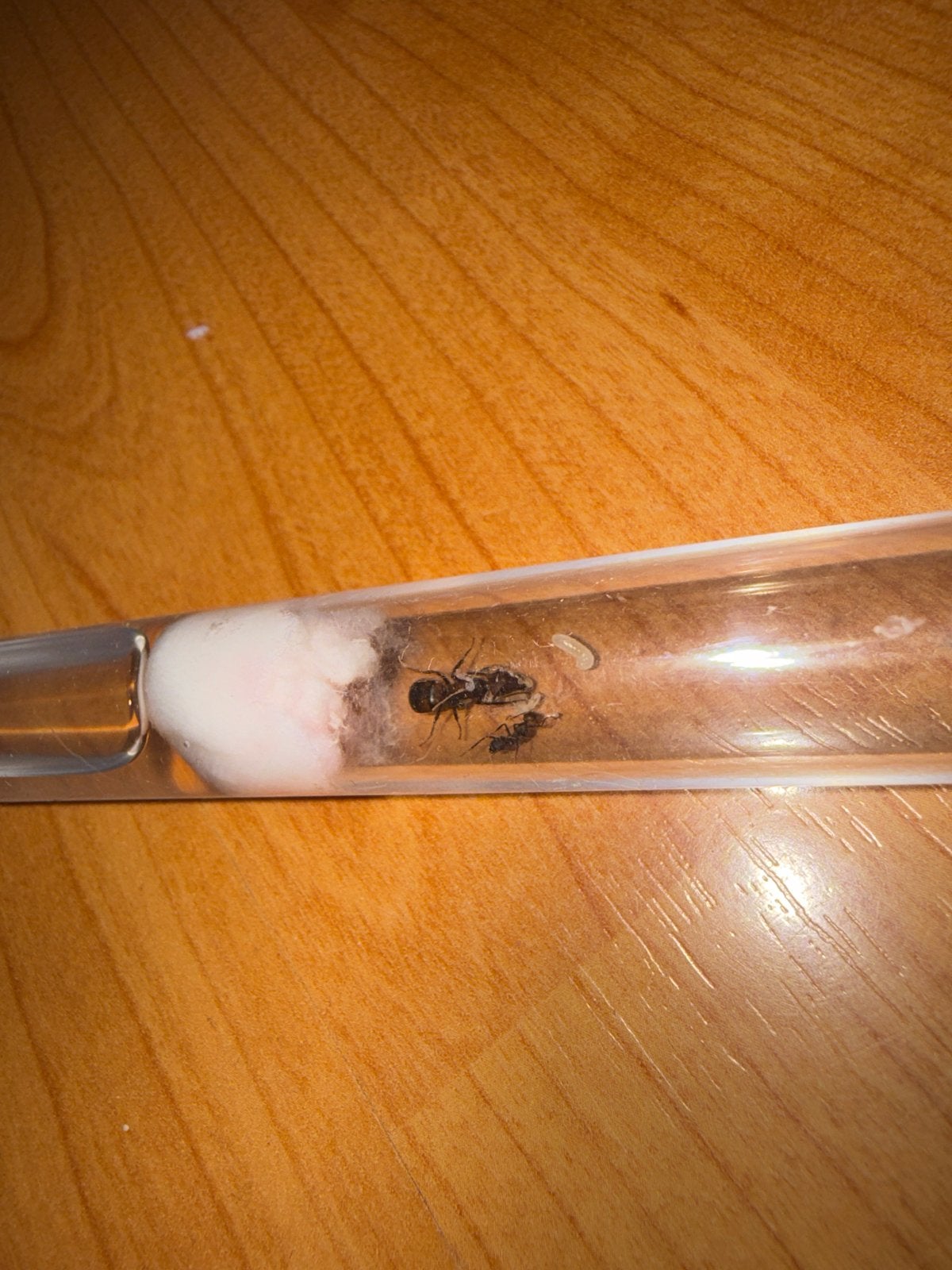 Camponotus nicobarensis mieren kolonie tekoop, Mieren
