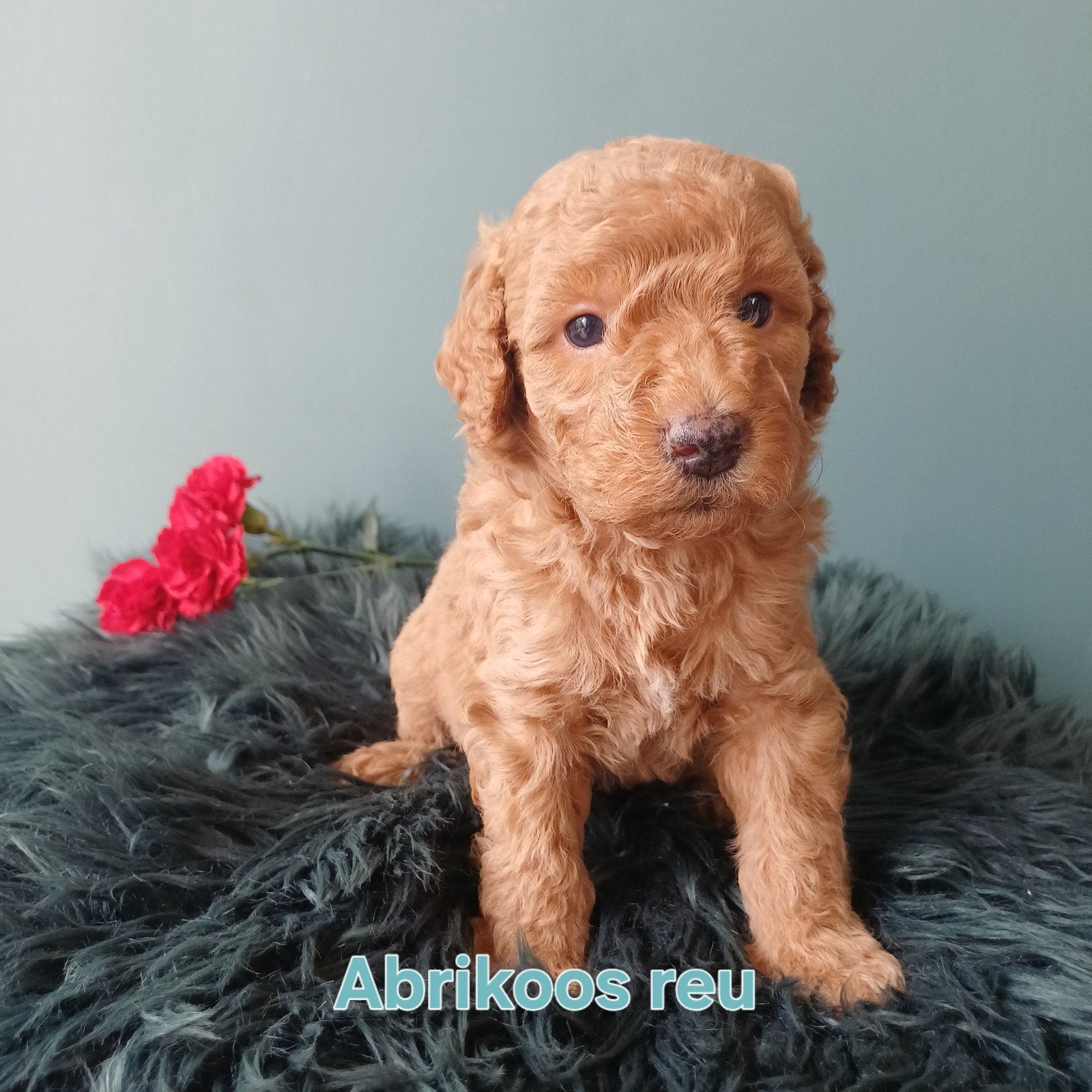 Nog 4 van 9 multigen Labradoodle met afstammingsbewijs, Dieren en Toebehoren, Parvo, Overige rassen, 8 tot 15 weken, Meerdere