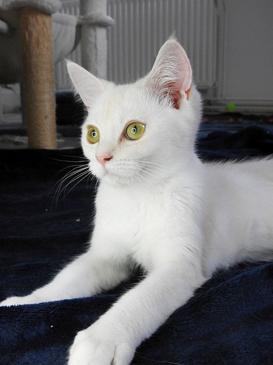 Liefste Britse Korthaar kittens: Heerlijk rustig (5 maanden), Dieren en Toebehoren, Katten en Kittens | Raskatten | Korthaar, Kater