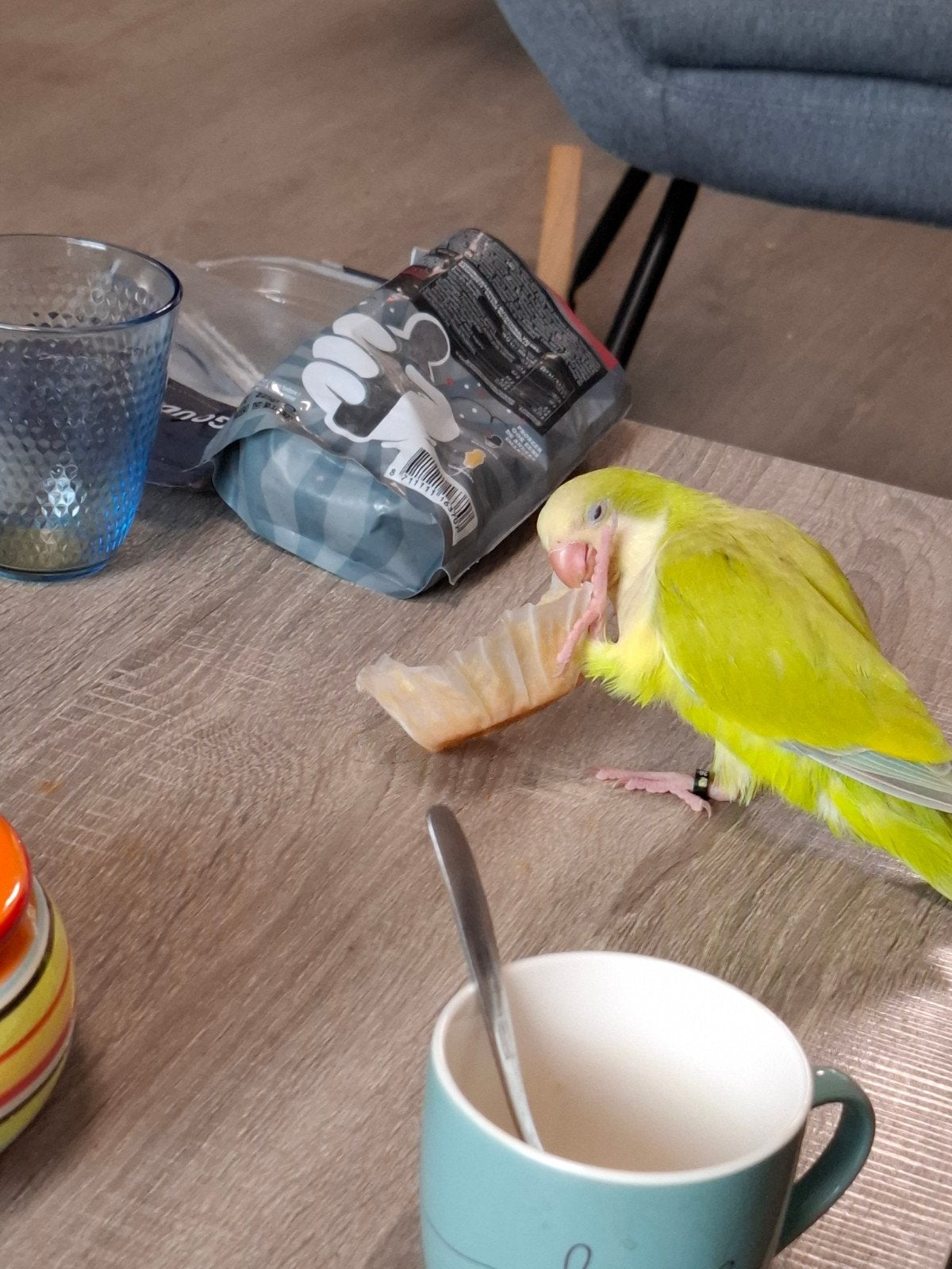 muisparkiet popje tam, Dieren en Toebehoren, Vogels | Parkieten en Papegaaien, Vrouwelijk, Parkiet, Tam