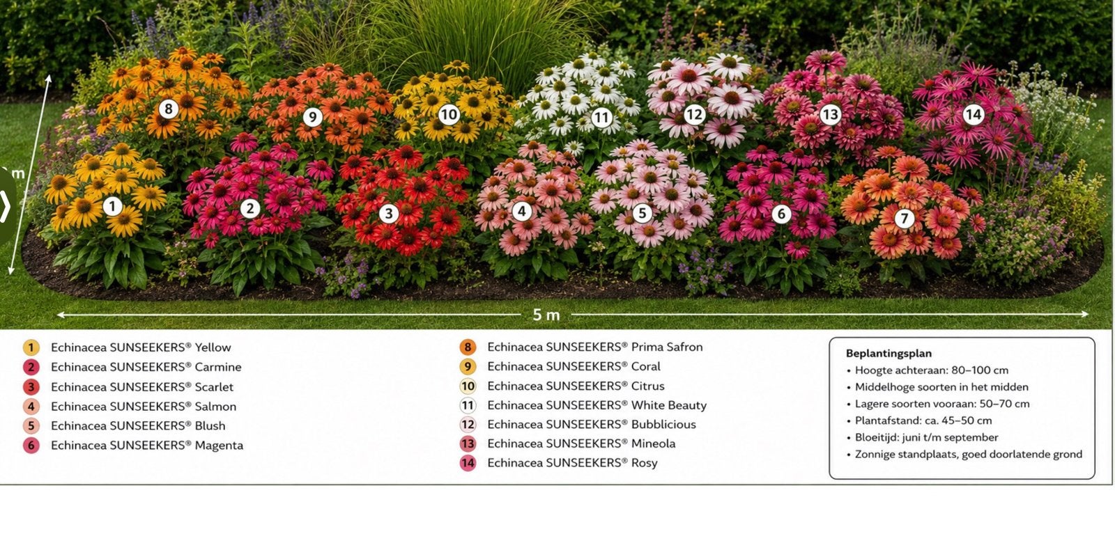 14 soorten Echinacea SUNSEEKERS - Diverse Kleuren Pracht, Volle zon, Vaste plant, Zomer, Ophalen