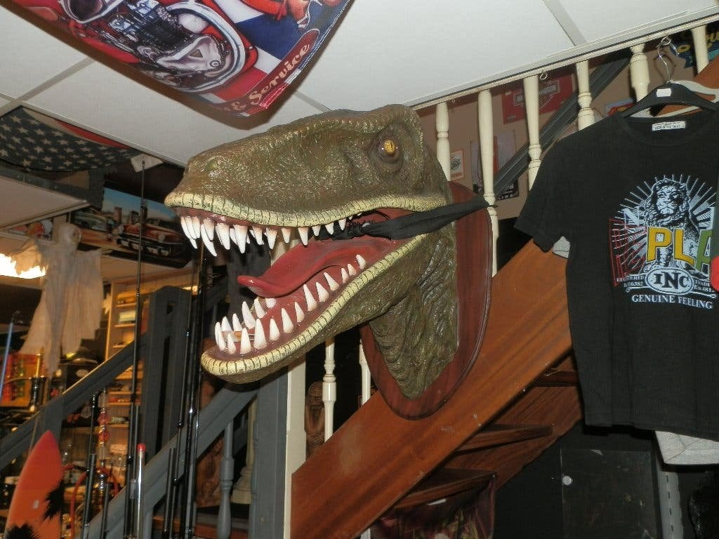 Beeld hoofd poly Velociraptor, Ophalen of Verzenden, Nieuw, Dier