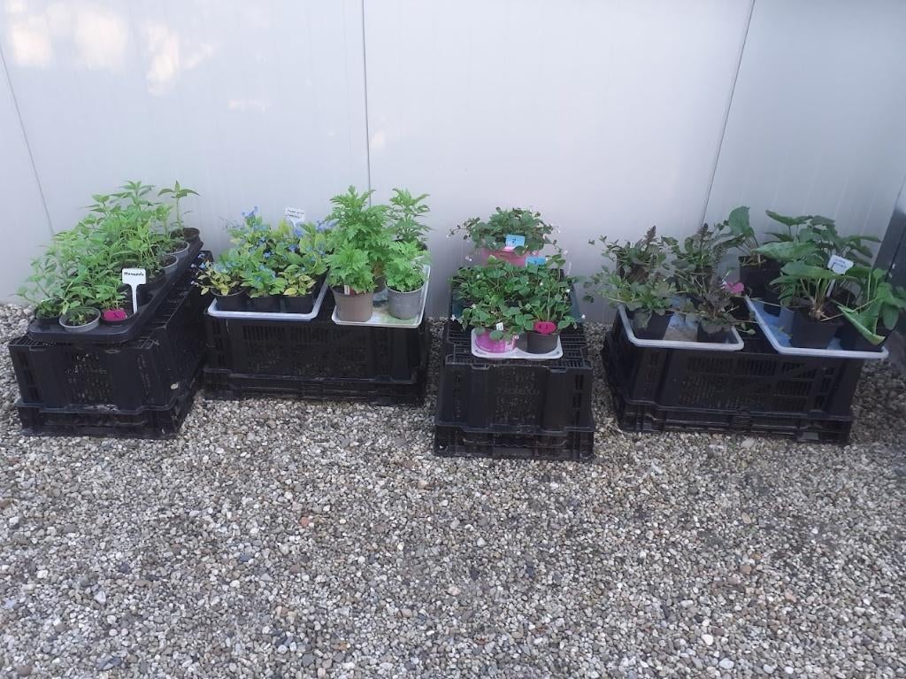 Vaste planten; o.a. zonnehoed, siergras, Ophalen, Vaste plant, Overige soorten, Volle zon
