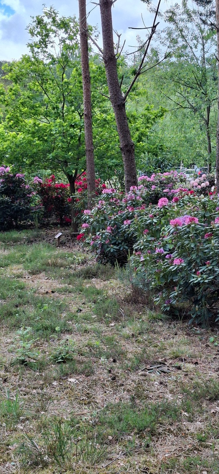 Tekoop rhododendrons, Minder dan 3 m³, Ophalen