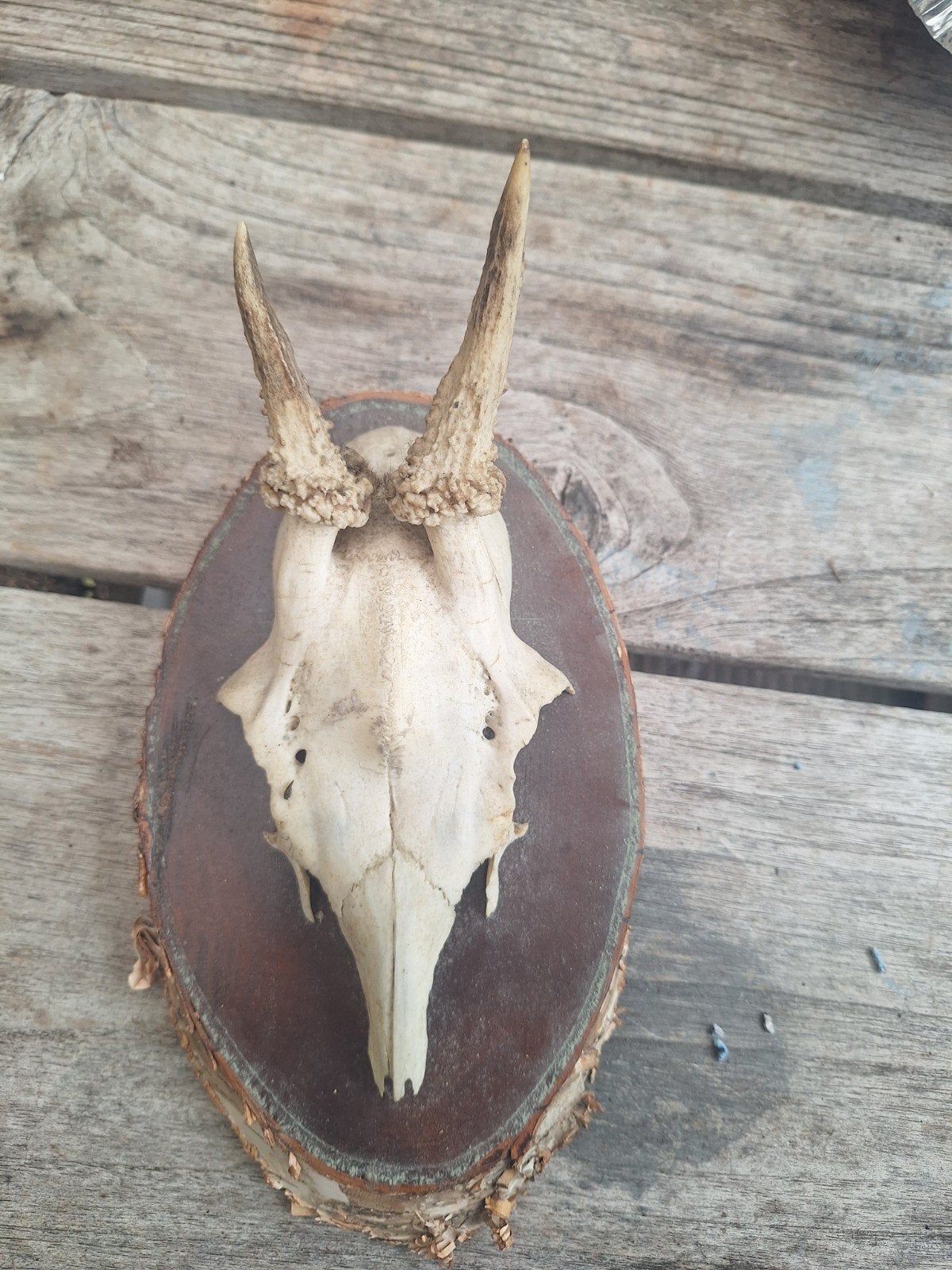 Schedel met gewei op houten schild., Ophalen
