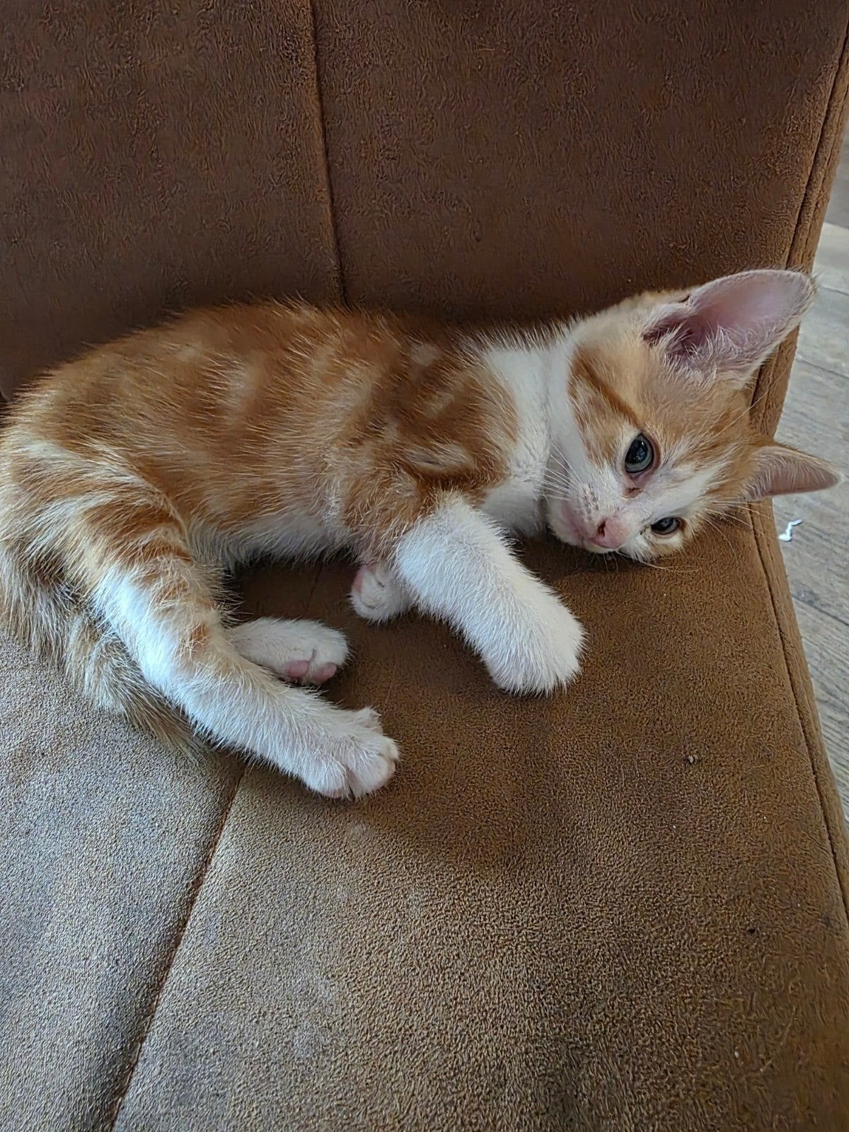 1 europese kort haar kitten nog over, Meerdere dieren