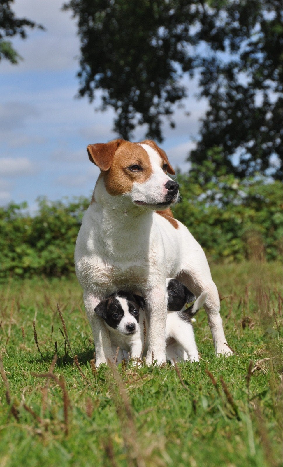 Te koop lieve kleine laagbenige Jack Russel pups., Dieren en Toebehoren, Jack Russell Terriër, 8 tot 15 weken, CDV (hondenziekte)