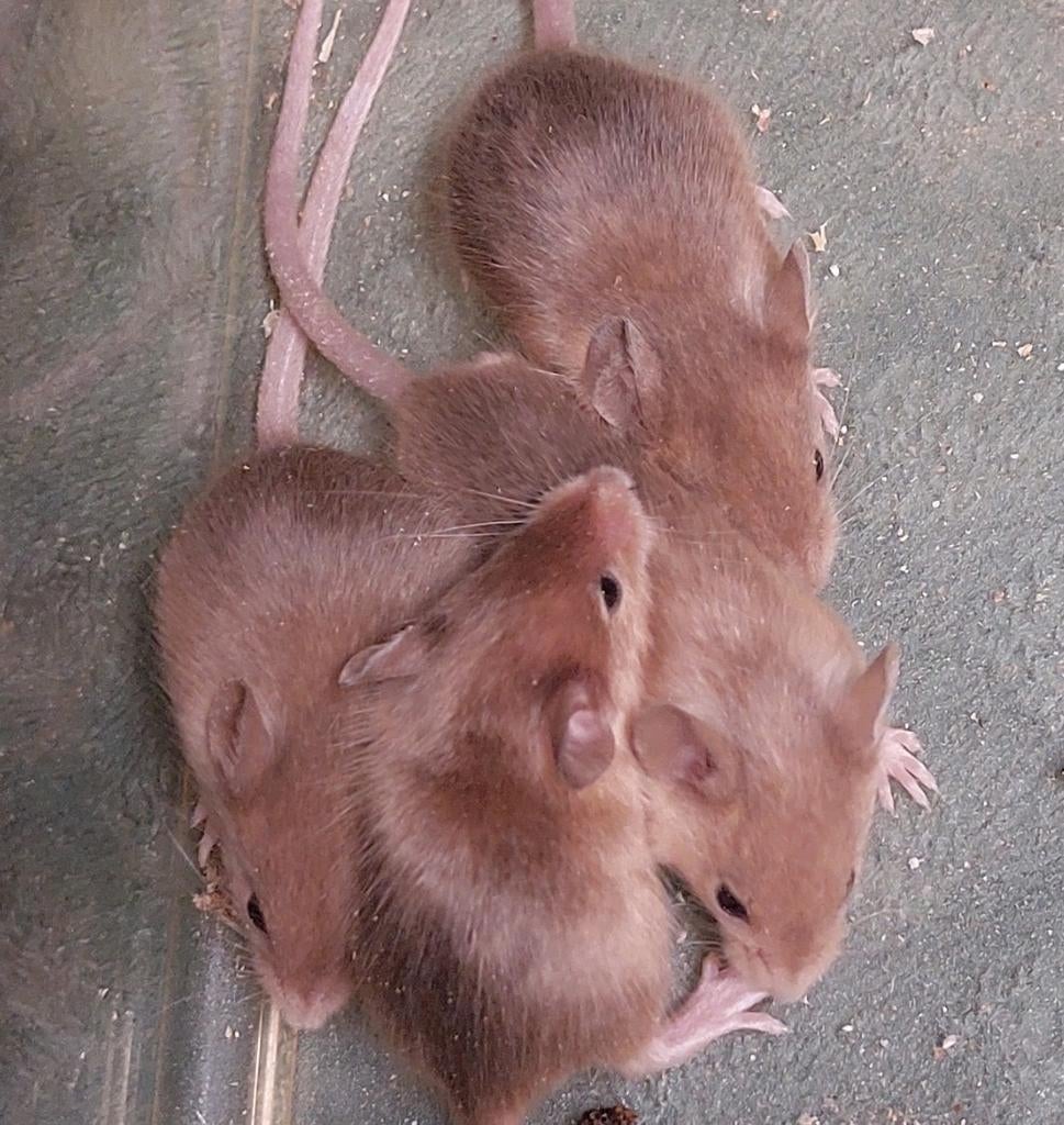 Muizen zwart, wit, bruin en wildkleur, Dieren en Toebehoren, Knaagdieren, Maart, Muis, Meerdere dieren, Tam