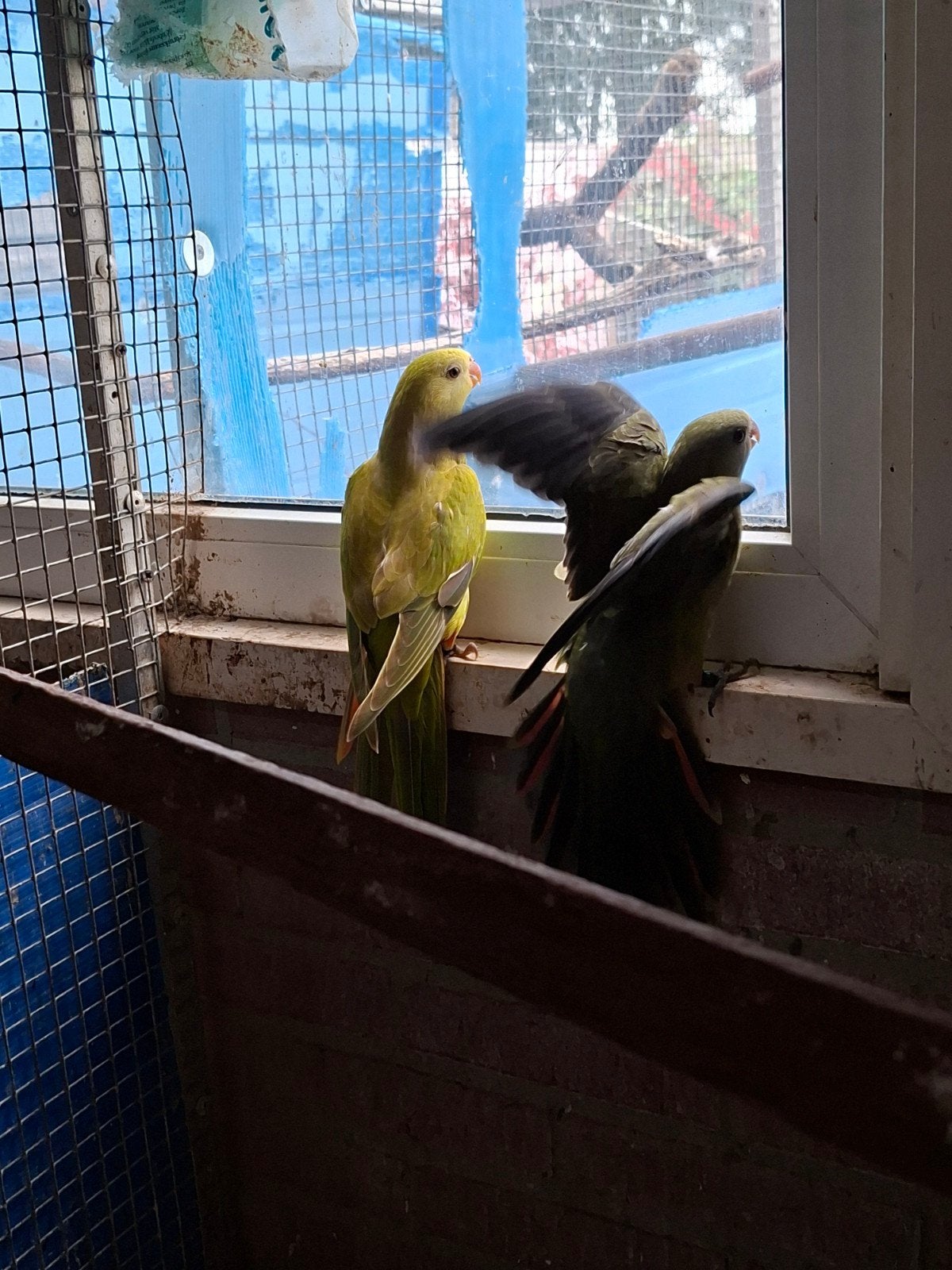 super mooie barraband mannen mutatie, Dieren en Toebehoren, Vogels | Parkieten en Papegaaien, Mannelijk, Parkiet