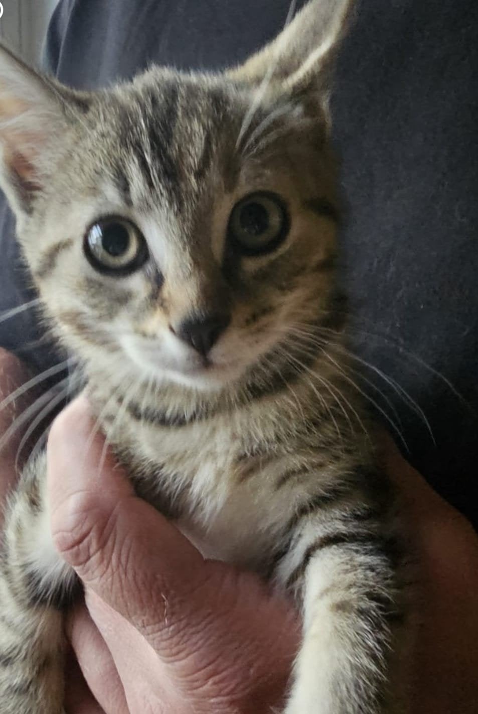 Superlieve kittens Europese Korthaar x Sneeuwbengaal, Meerdere dieren, Kortharig, 0 tot 2 jaar
