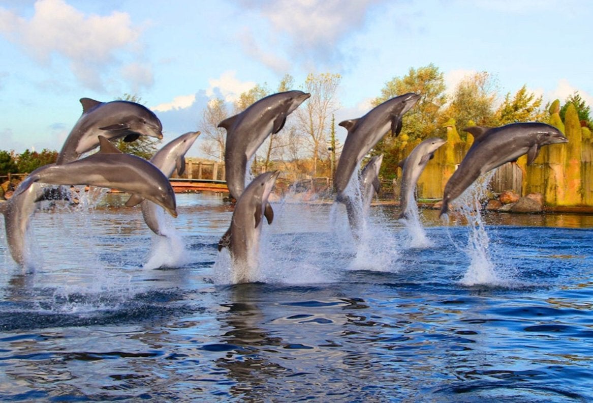 Dolfinarium tickets (3 personen) voor €45, Twee personen, Ticket of Toegangskaart