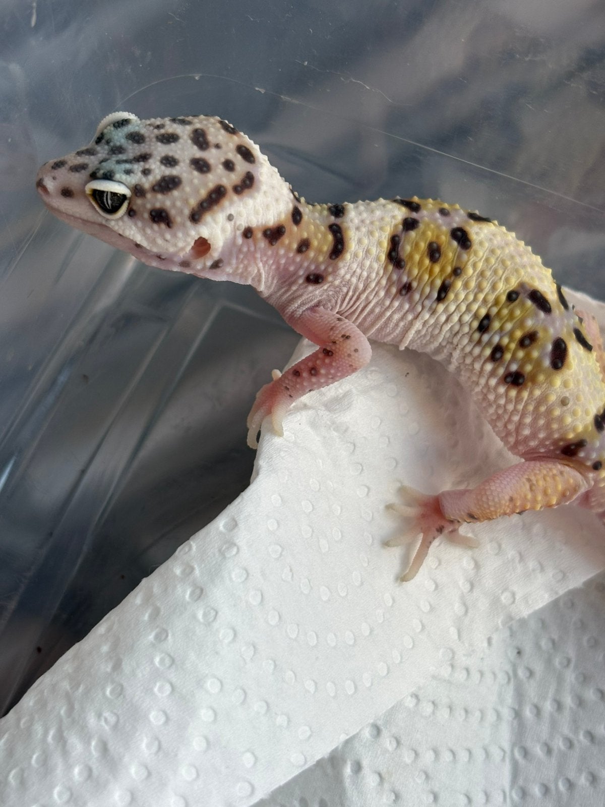 Gem snow luipaardgekko man, Dieren en Toebehoren, Hagedis, Tam, 0 tot 2 jaar