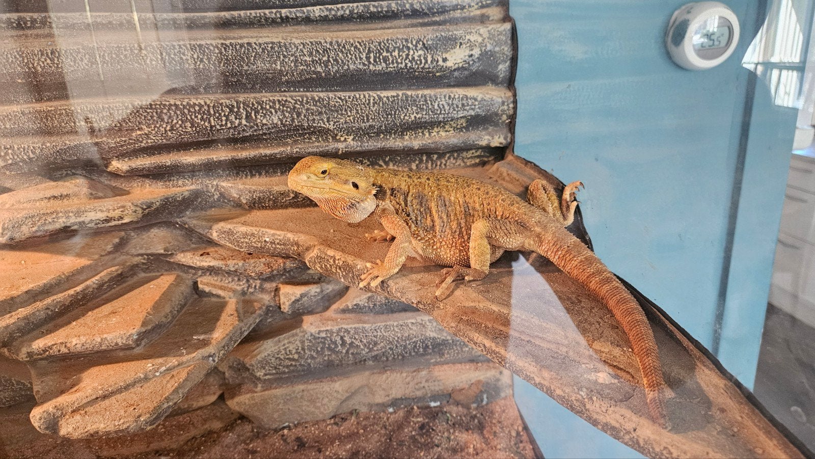 baardagaam koppel net een jaar, Dieren en Toebehoren, Hagedis, Met terrarium, 0 tot 2 jaar