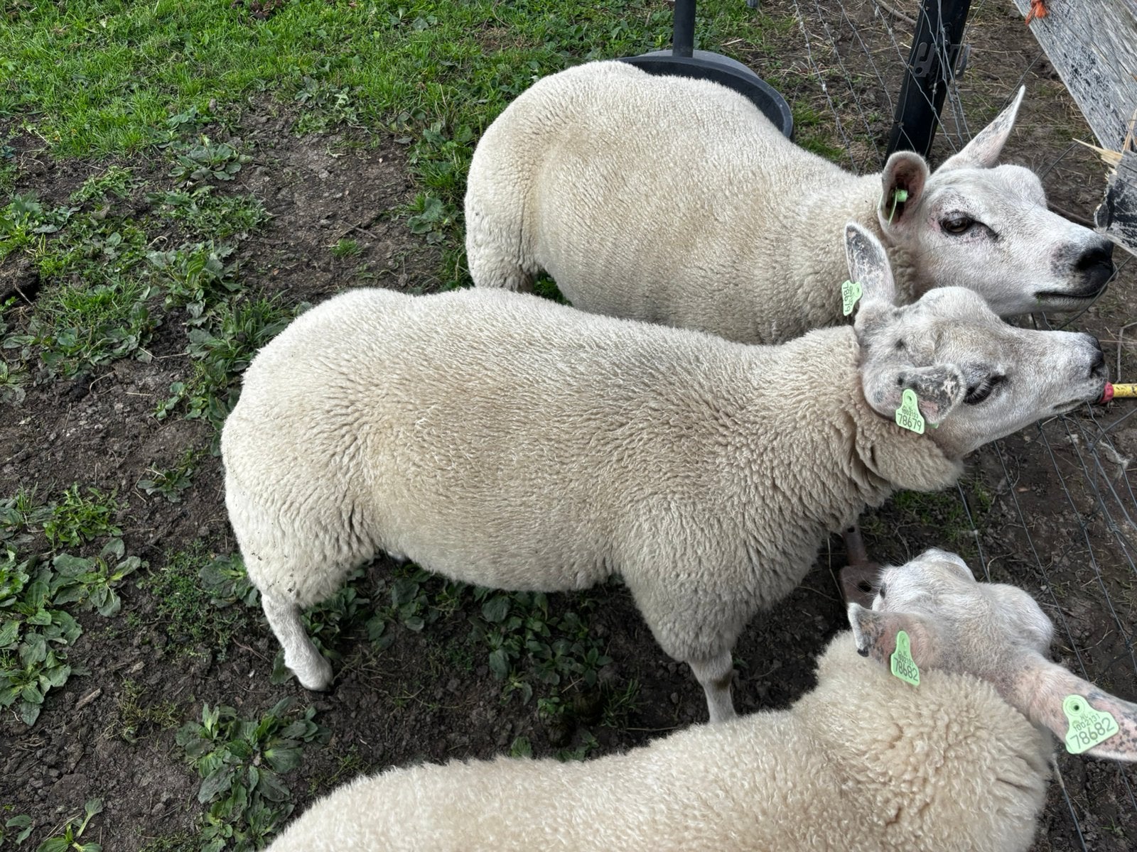 Te koop voor de fokkerij: Texelaar ooien, Dieren en Toebehoren, Schapen, Geiten en Varkens