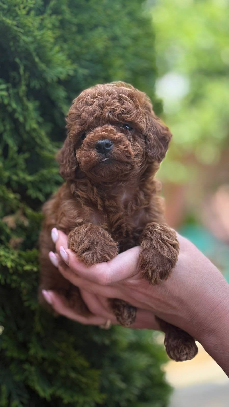 Toy Poedel mini reu, Reu, 8 tot 15 weken, Parvo, Eén hond