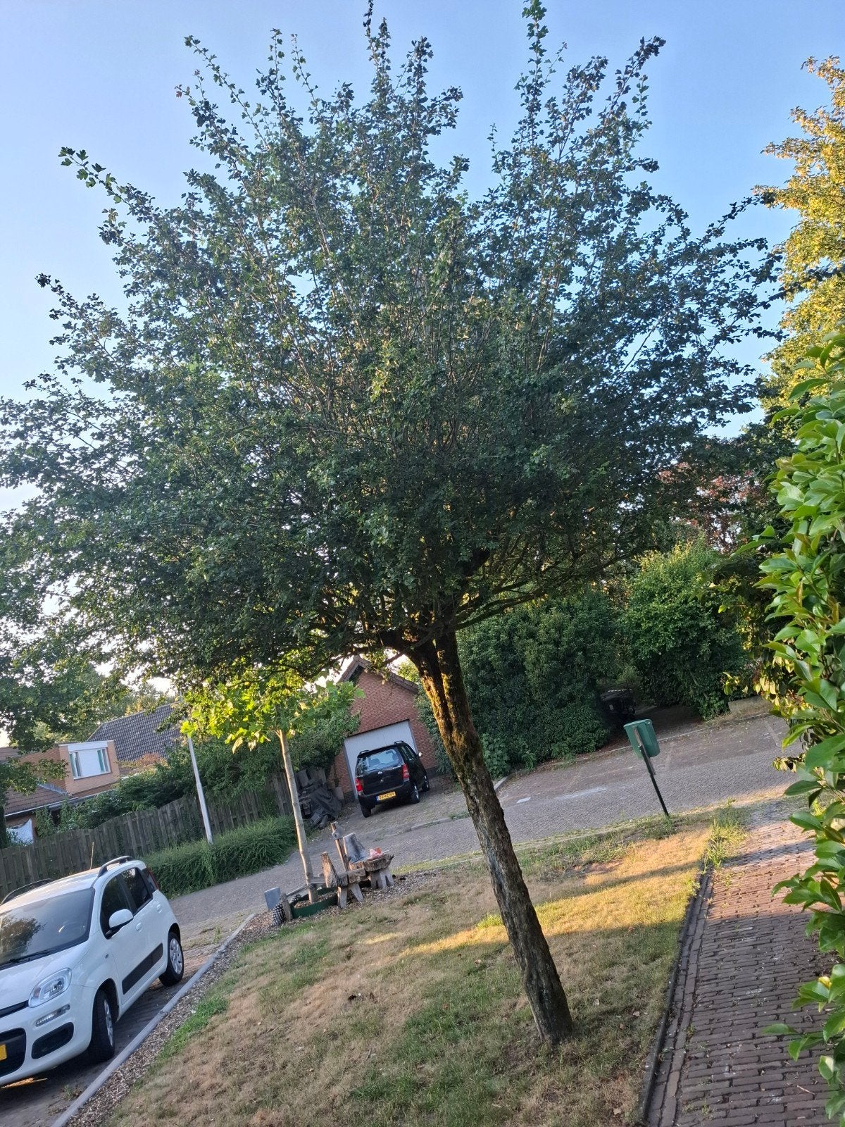 2x Rode Meidoorn ( Crataegus media X 'Paul Scarlet') 45/50, Overige soorten, Lente, 400 cm of meer, Ophalen