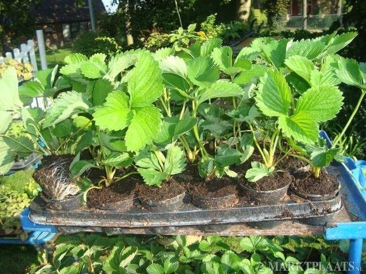 Aardbeien planten, super mooie aardbeienplanten, Tuin en Terras, Planten | Tuinplanten, Volle zon, Ophalen of Verzenden, Tweejarig