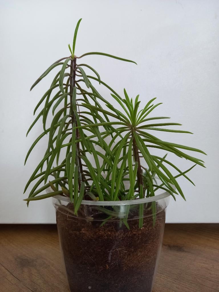 Peperomia Ferreyrae, Huis en Inrichting, Kamerplanten, Ophalen, Vetplant, Halfschaduw, In pot