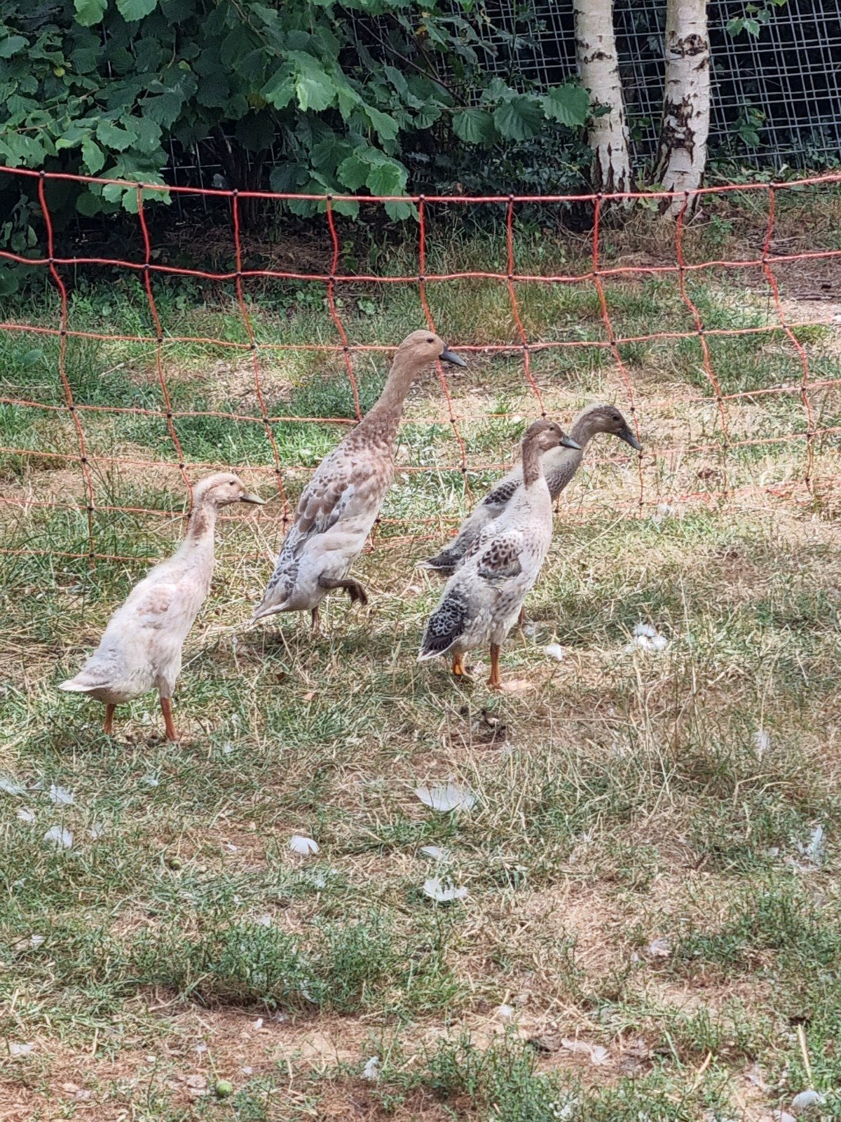 Loopeend  flesseneend 4 x, Dieren en Toebehoren, Geslacht onbekend, Eend