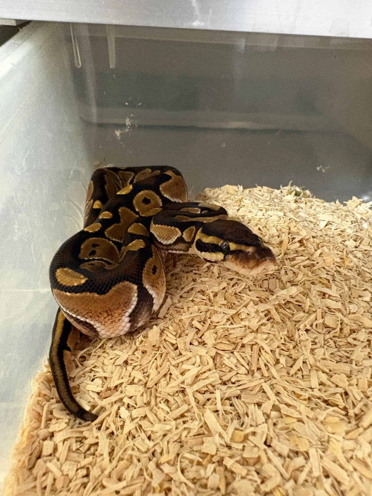 Vrouwtje Trojan poss het dg ballpython koningspython Ball Python - female for sale from willems