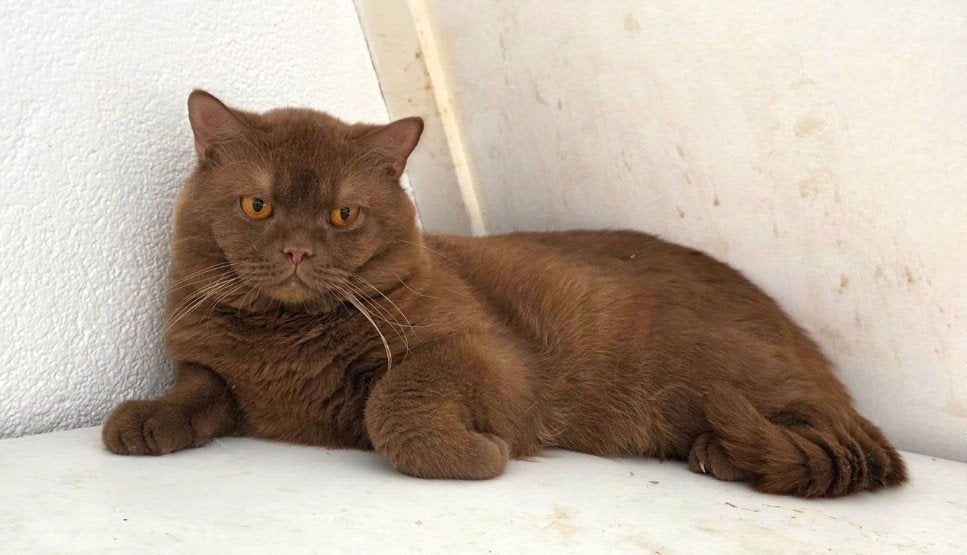 Prachtige BKH cinnamon dekkater B, Dieren en Toebehoren, Katten en Kittens | Dekkaters, 0 tot 2 jaar